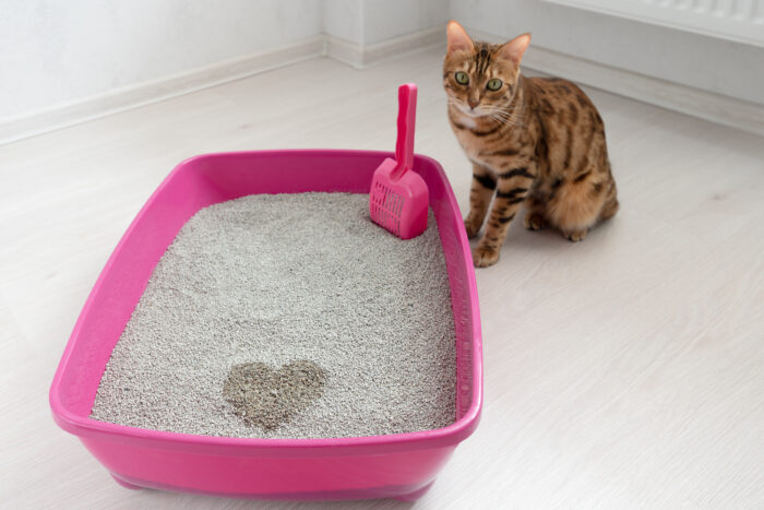 Qual a melhor caixa de areia para gato? 